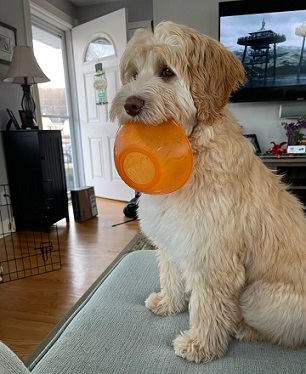 Australian Goldendoodle Double Doodle