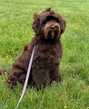 Australian Labradoodle