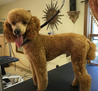 Happy Doodle from Karla's Pets