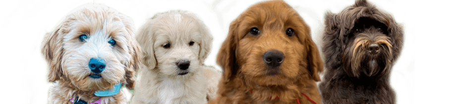 Beautiful Doodle dogs