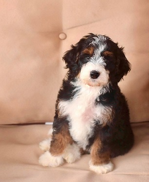 Bernedoodle puppy